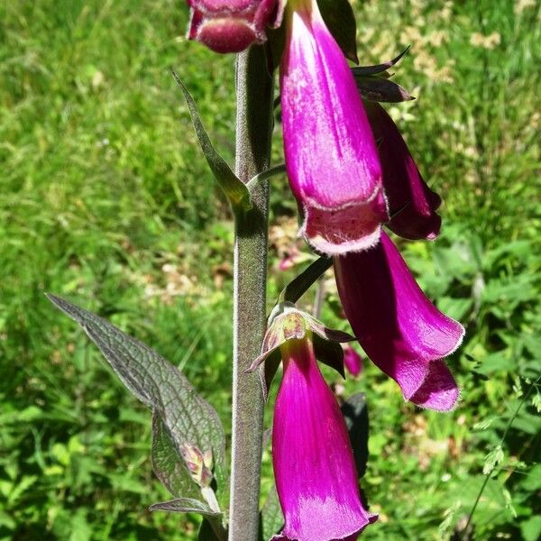 Digitalis purpurea Blomst