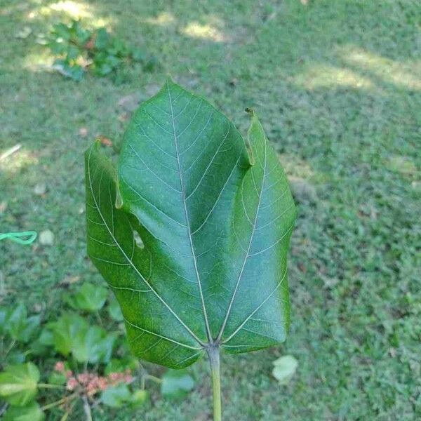 Sterculia apetala Levél