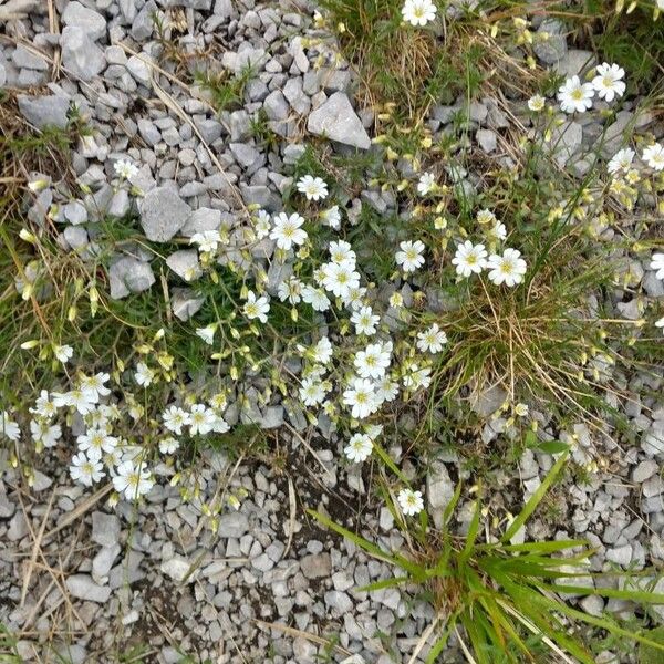 Cerastium alpinum Агульны выгляд