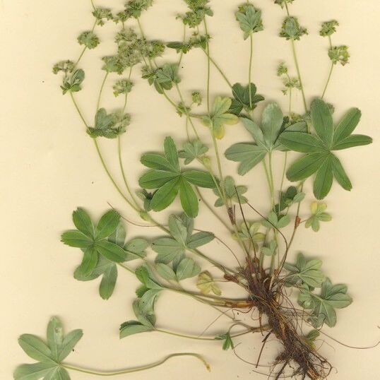 Alchemilla amphisericea Other