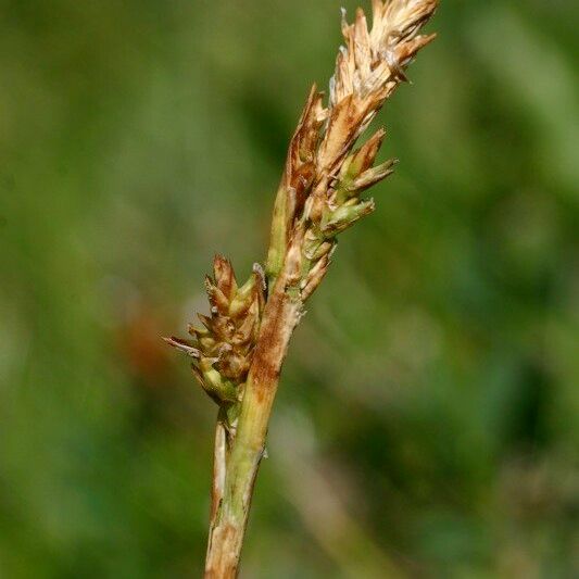 Carex vaginata Frucht