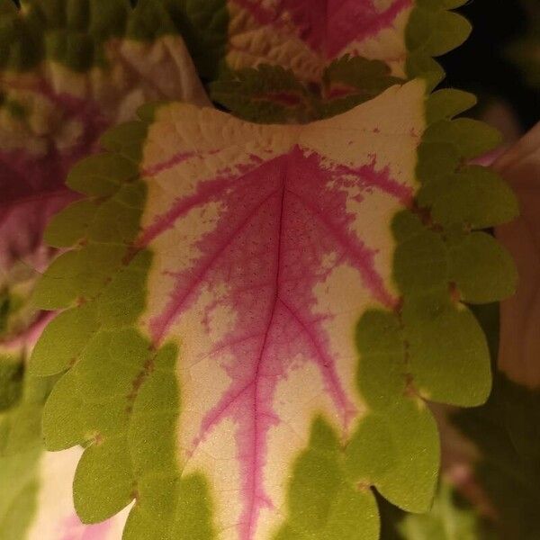 Plectranthus scutellarioides Levél