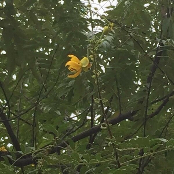 Senna petersiana Flower