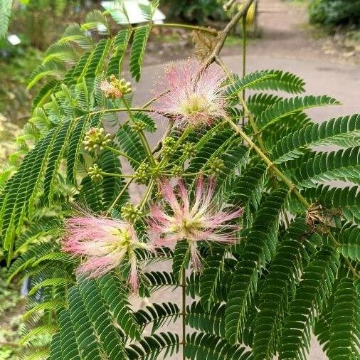 Albizia julibrissin Õis