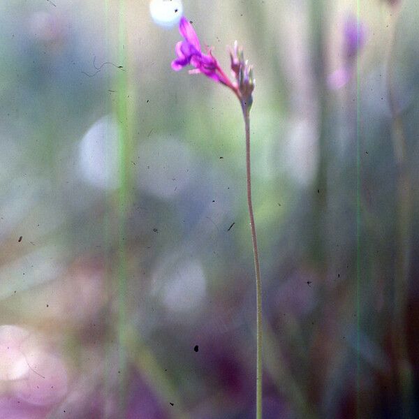Linaria pelisseriana Flower