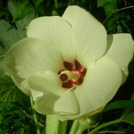 Abelmoschus esculentus Kwiat