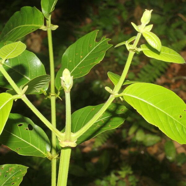 Uncaria tomentosa Fulla