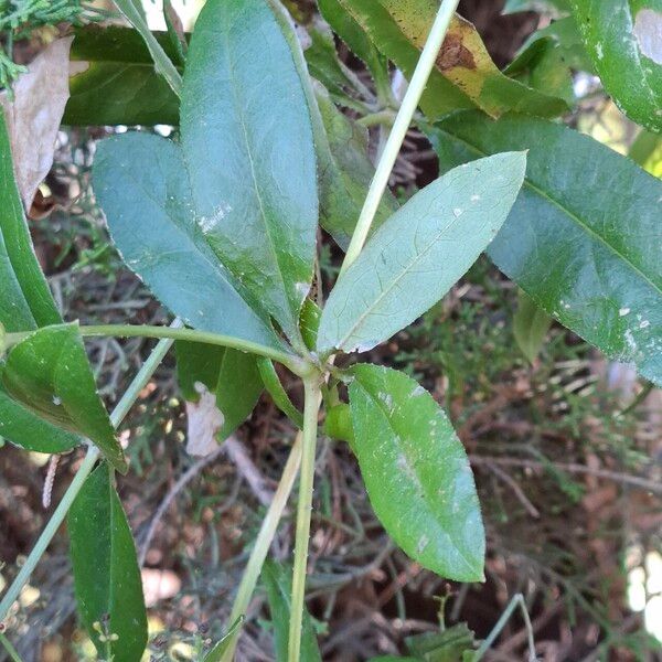 Rubia tinctorum Leaf