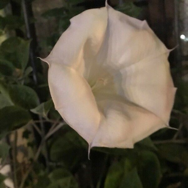 Datura wrightii 花