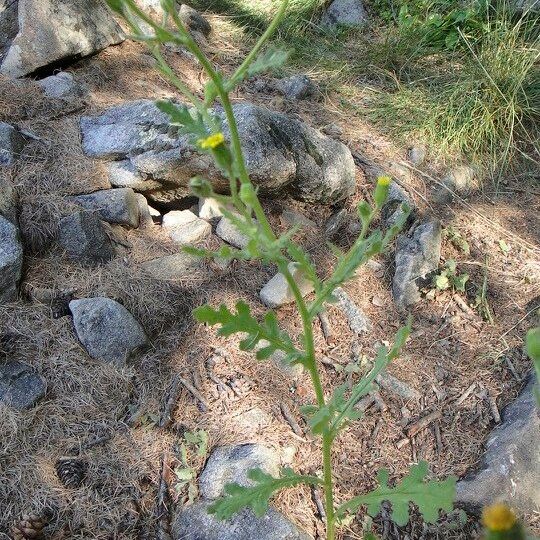 Senecio viscosus Habitus