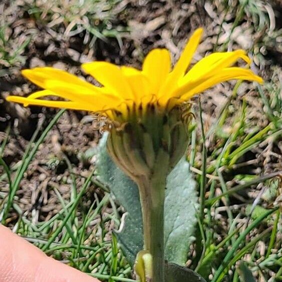 Senecio provincialis Flower