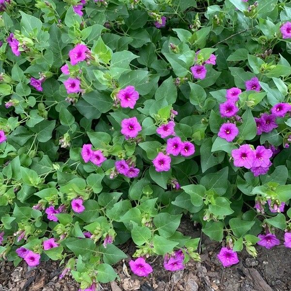 Mirabilis multiflora Fleur