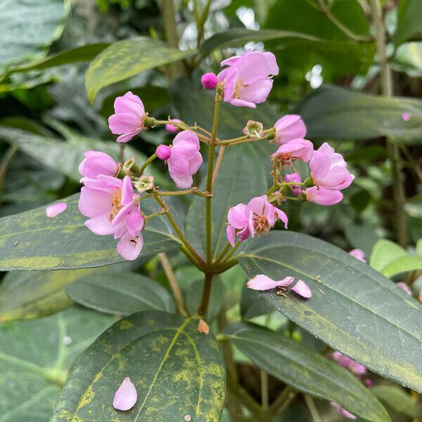 Melastoma malabathricum Flower