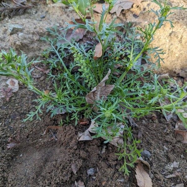 Lepidium bonariense List