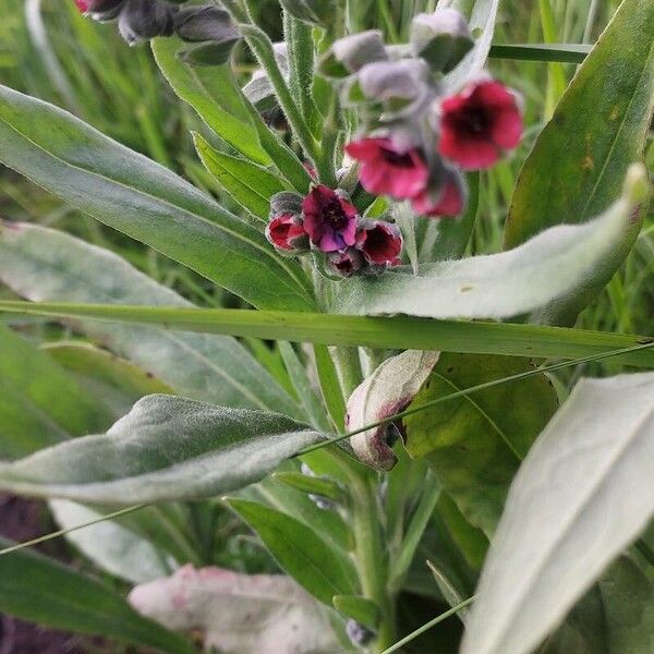 Cynoglossum montanum Blodyn