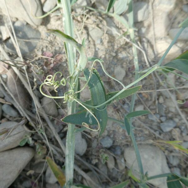 Lathyrus tingitanus Blatt