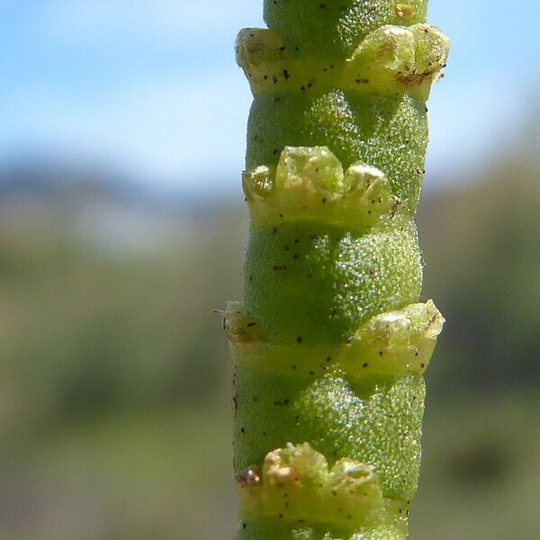 Arthrocaulon macrostachyum Bark