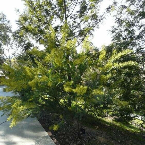 Acacia cultriformis 形态