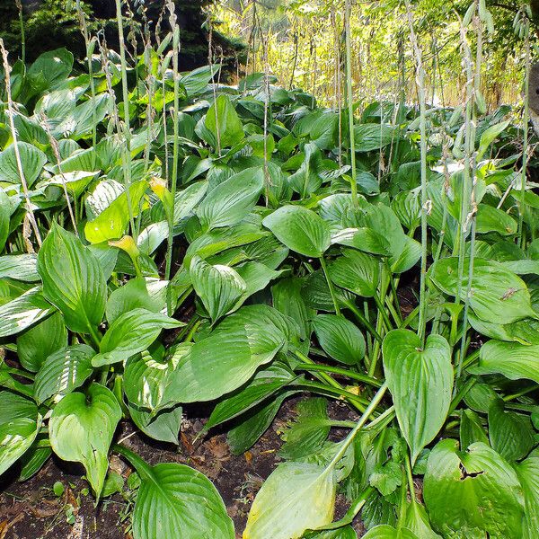 Hosta plantaginea Habitat