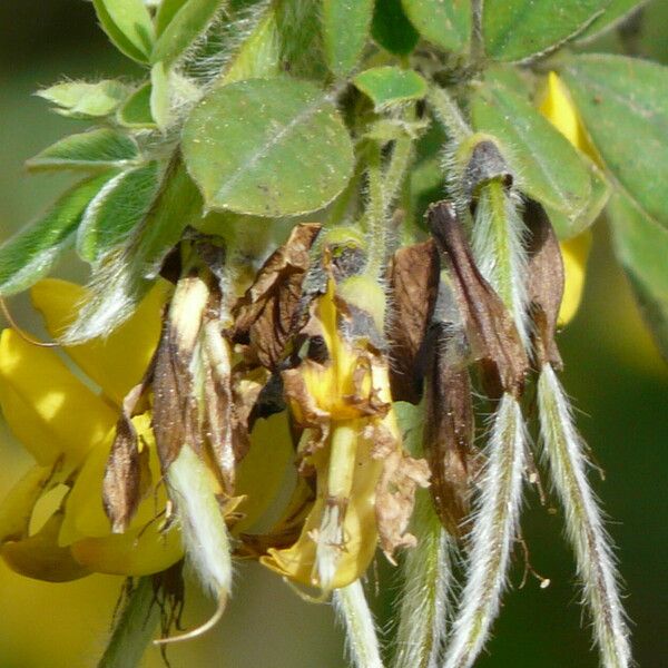 Cytisus villosus Fruit