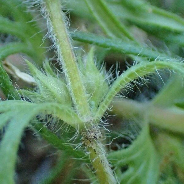 Ajuga chamaepitys Bark