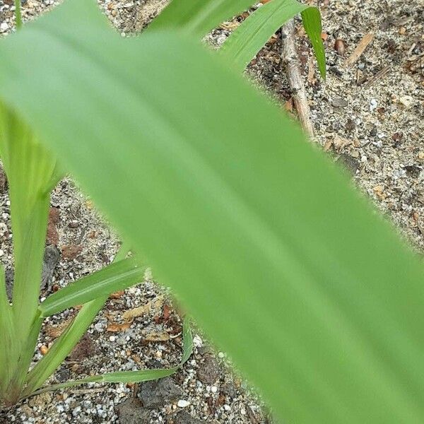 Echinochloa crus-galli Leaf