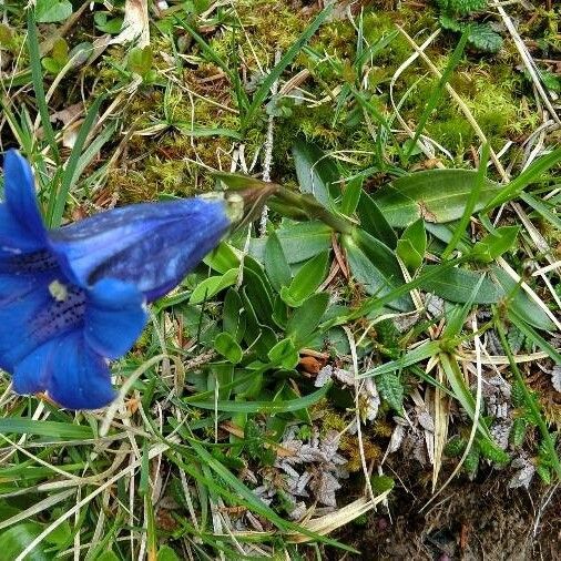 Gentiana clusii Kukka