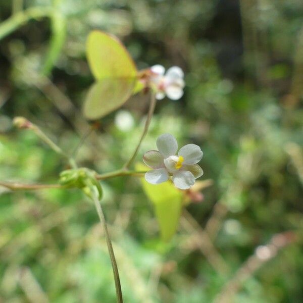 Cardiospermum halicacabum Fleur