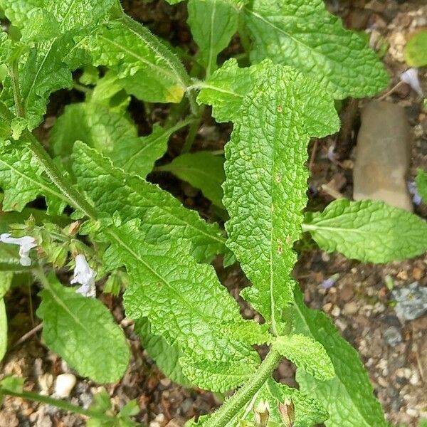 Salvia repens Lehti