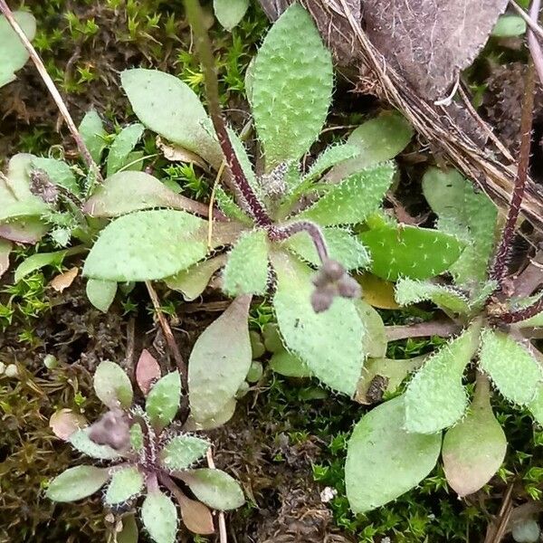 Draba verna Foglia