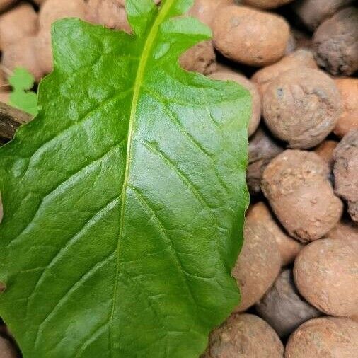 Youngia japonica Levél