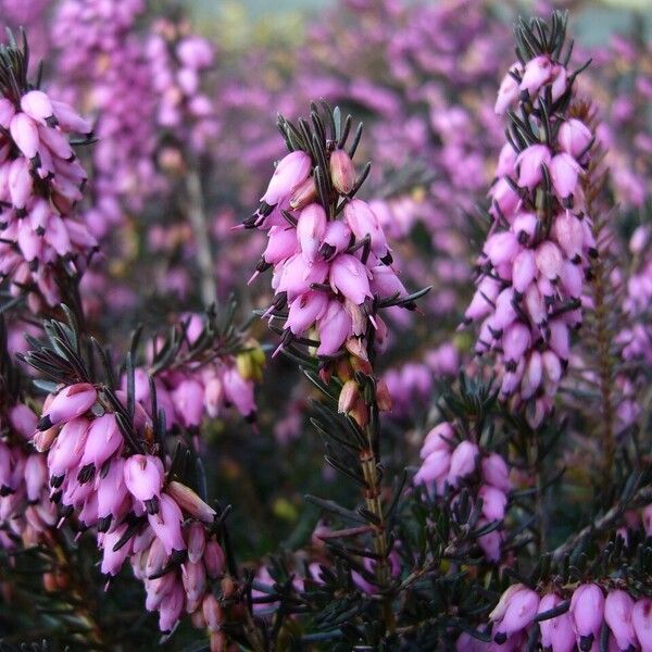 Erica erigena Flors