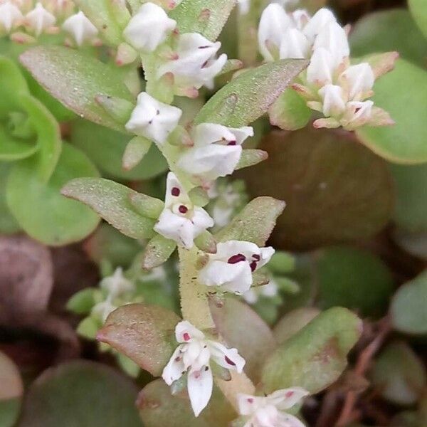 Sedum ternatum Flower