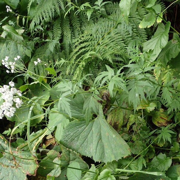 Achillea macrophylla Celota