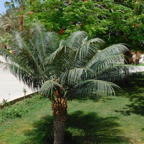 Cycas circinalis Natur