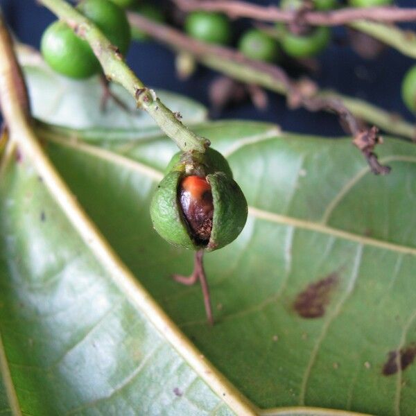 Alchornea latifolia Fruit