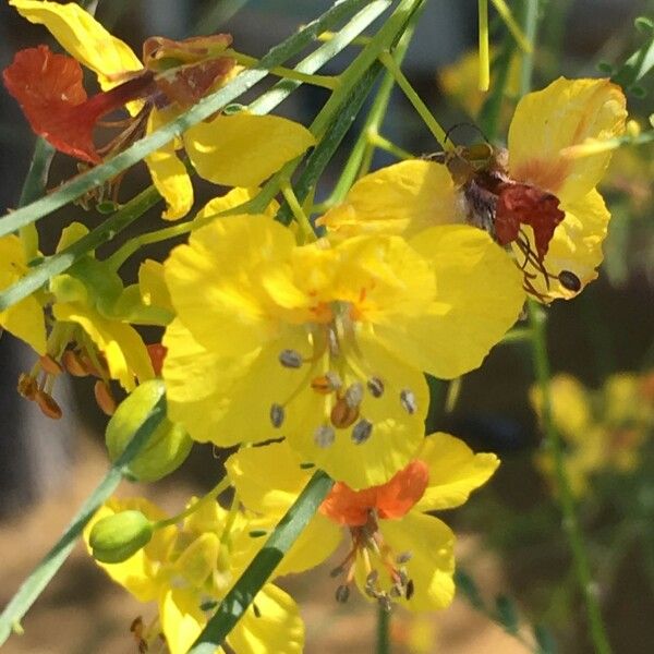 Parkinsonia aculeata Other