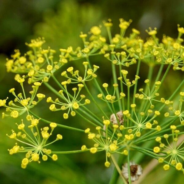 Anethum graveolens Egyéb