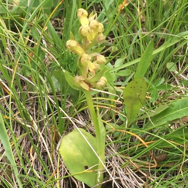 Dactylorhiza viridis Plante entière