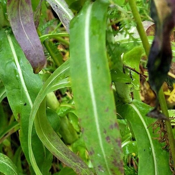 Isatis tinctoria Ліст