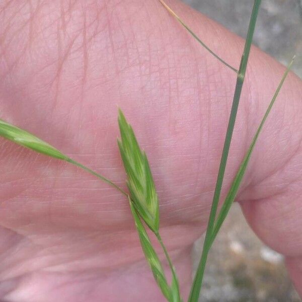 Bromus catharticus Fiore