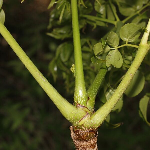 Aralia excelsa Bark