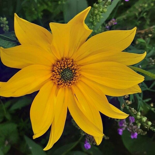 Helianthus × laetiflorus Кветка