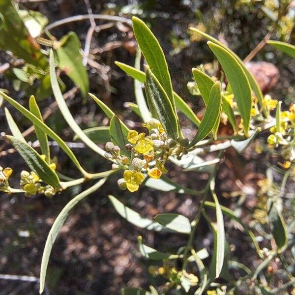 Osyris lanceolata Fiore