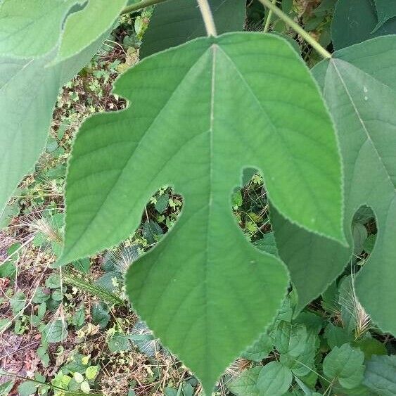 Broussonetia papyrifera Blad