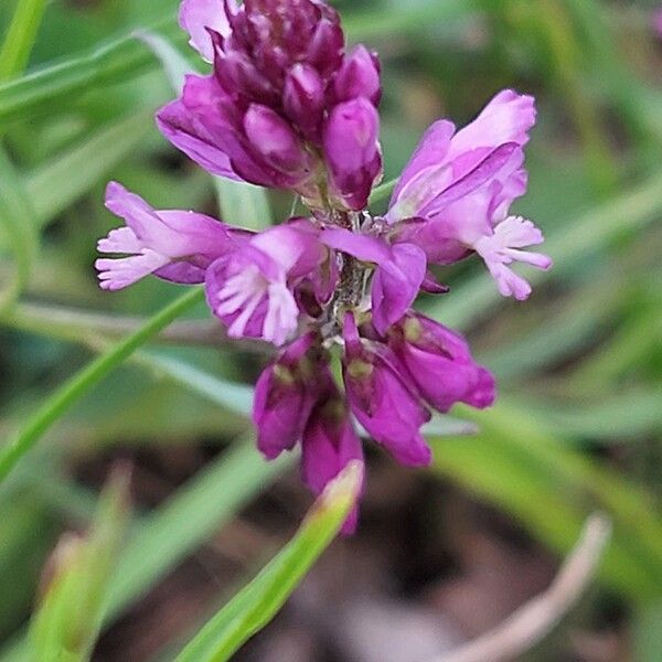 Polygala comosa Květ