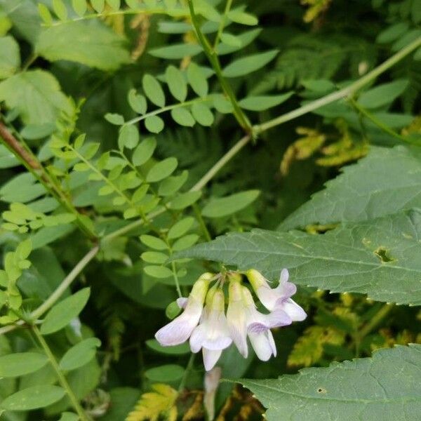 Vicia sylvatica Fleur