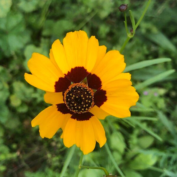 Coreopsis basalis Blomst