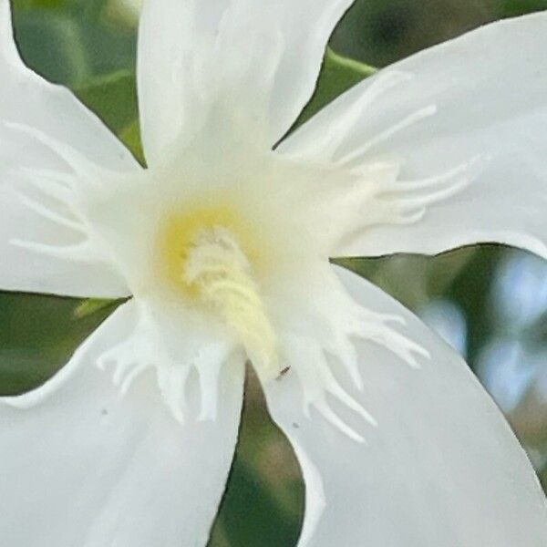 Nerium oleander Flower