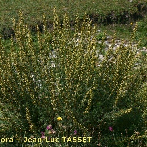 Artemisia chamaemelifolia Хабит